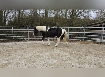 Pinto barroco, Caballo castrado, 4 años, 160 cm, Pío