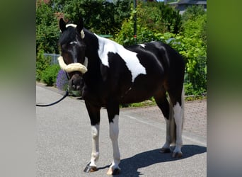 Pinto barroco Mestizo, Caballo castrado, 4 años, 163 cm, Pío