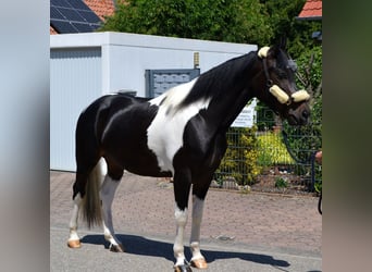 Pinto barroco Mestizo, Caballo castrado, 4 años, 163 cm, Pío