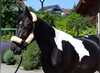 Pinto barroco Mestizo, Caballo castrado, 4 años, 163 cm, Pío