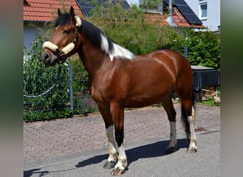 Pinto barroco Mestizo, Caballo castrado, 4 años, 164 cm, Pío