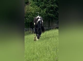 Pinto barroco, Caballo castrado, 4 años, 165 cm, Pío