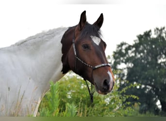 Pinto barroco, Caballo castrado, 5 años, 158 cm, Pío