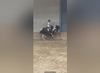 Pinto barroco, Caballo castrado, 5 años, 160 cm, Pío
