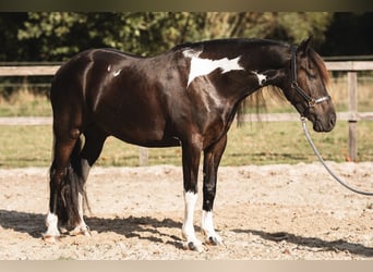 Pinto barroco, Caballo castrado, 5 años, 165 cm, Pío