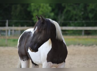 Pinto barroco Mestizo, Caballo castrado, 6 años, 148 cm, Pío