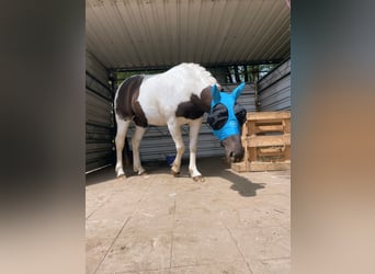 Pinto barroco Mestizo, Caballo castrado, 6 años, 148 cm, Pío