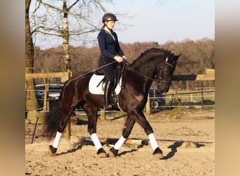 Pinto barroco, Caballo castrado, 6 años, 160 cm, Negro