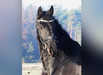 Pinto barroco, Caballo castrado, 6 años, 160 cm, Negro