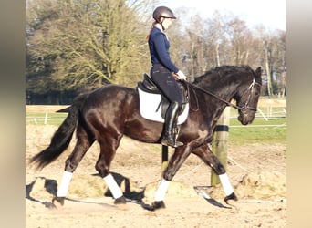 Pinto barroco, Caballo castrado, 6 años, 160 cm, Negro