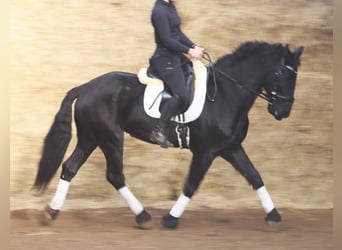 Pinto barroco, Caballo castrado, 6 años, 160 cm, Negro