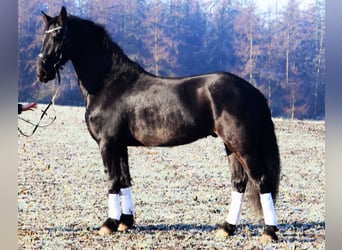 Pinto barroco, Caballo castrado, 6 años, 160 cm, Negro