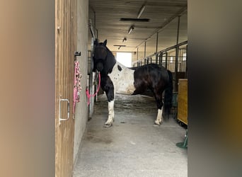 Pinto barroco Mestizo, Caballo castrado, 6 años, 163 cm, Overo-todas las-capas