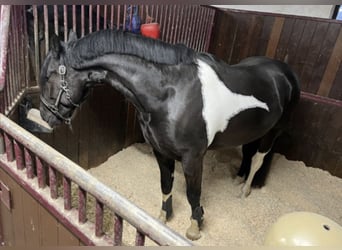 Pinto barroco, Caballo castrado, 6 años, 168 cm, Pío