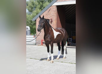 Pinto barroco, Caballo castrado, 6 años, 168 cm, Pío