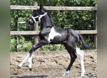 Pinto barroco, Caballo castrado, 6 años, 168 cm, Pío