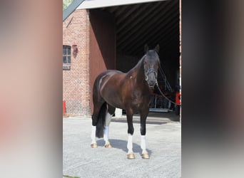 Pinto barroco, Caballo castrado, 6 años, 168 cm, Pío