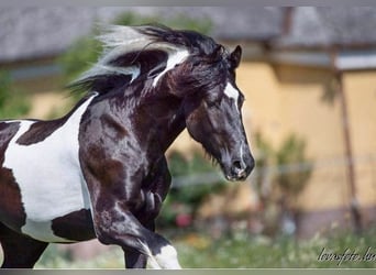 Pinto barroco, Caballo castrado, 8 años, 164 cm, Pío
