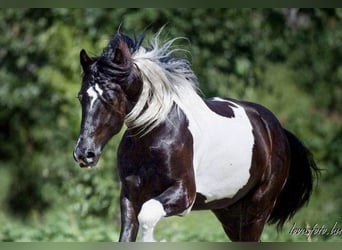 Pinto barroco, Caballo castrado, 8 años, 164 cm, Pío