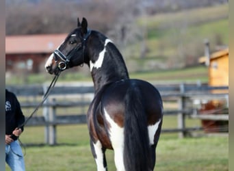 Pinto barroco, Caballo castrado, 8 años, 165 cm, Pío