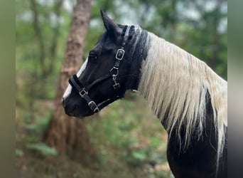 Pinto barroco, Caballo castrado, 8 años, 166 cm