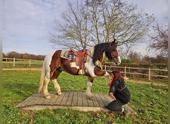 Pinto barroco, Caballo castrado, 9 años, 150 cm, Pío