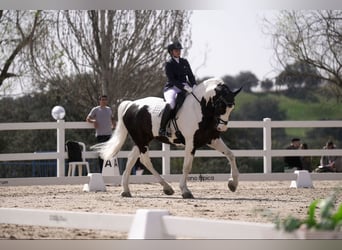 Pinto barroco, Caballo castrado, 9 años, 170 cm, Pío