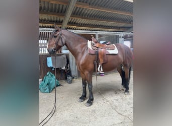 Pinto barroco Mestizo, Caballo castrado, 9 años, 175 cm, Castaño