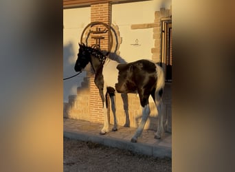 Pinto barroco, Semental, 1 año, 154 cm, Pío