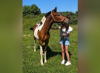 Pinto barroco, Semental, 1 año, 155 cm, Pío