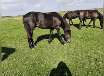 Pinto barroco, Semental, 1 año, 166 cm, Castaño oscuro