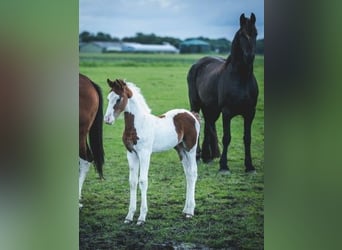 Pinto barroco, Semental, 1 año, Tobiano-todas las-capas