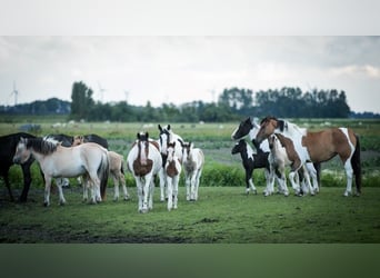 Pinto barroco, Semental, 1 año, Tobiano-todas las-capas