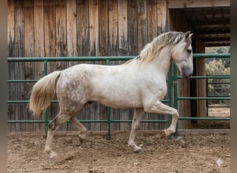 Pinto barroco, Semental, 2 años, 154 cm, Pío