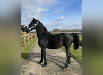 Pinto barroco, Semental, 2 años, 158 cm, Negro