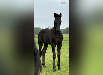 Pinto barroco, Semental, 2 años, 158 cm, Negro