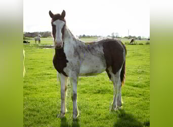 Pinto barroco, Semental, 2 años, 160 cm, Overo-todas las-capas