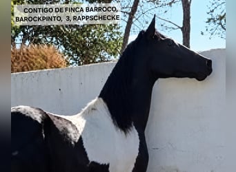 Pinto barroco, Semental, 3 años, 152 cm, Pío