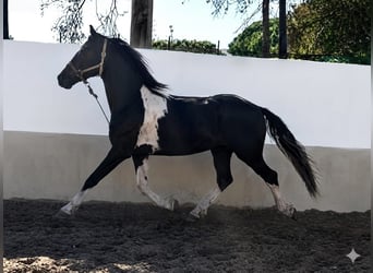 Pinto barroco, Semental, 3 años, 152 cm, Pío