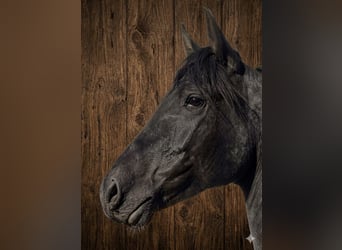 Pinto barroco, Semental, 3 años, 152 cm, Pío
