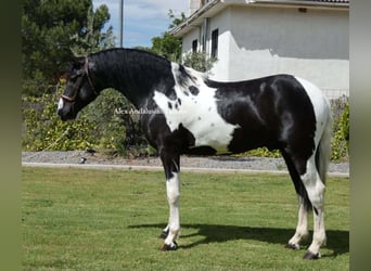 Pinto barroco, Semental, 3 años, 162 cm