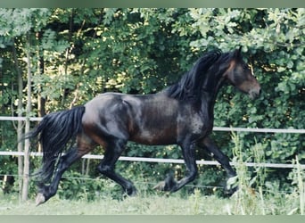 Pinto barroco, Semental, 3 años, 163 cm, Castaño