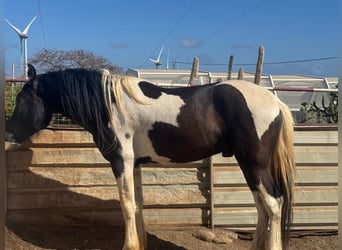 Pinto barroco, Semental, 3 años, 164 cm, Pío