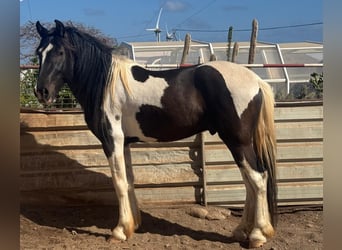 Pinto barroco, Semental, 3 años, 164 cm, Pío