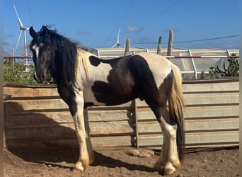 Pinto barroco, Semental, 3 años, 164 cm, Pío