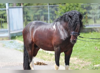 Pinto barroco Mestizo, Semental, 3 años, 165 cm, Pío