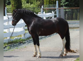 Pinto barroco Mestizo, Semental, 3 años, 165 cm, Pío