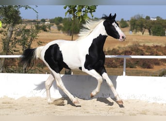 Pinto barroco, Semental, 3 años, 166 cm, Tobiano-todas las-capas