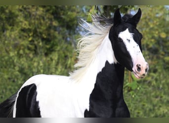Pinto barroco, Semental, 3 años, 166 cm, Tobiano-todas las-capas