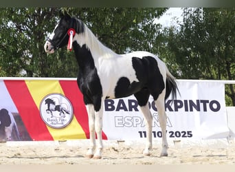 Pinto barroco, Semental, 3 años, 166 cm, Tobiano-todas las-capas
